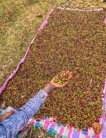 Foto de A hand holding and showing coffee cherries drying in the sun in a garden. In Ethiopia, people grow and drink the coffee they grow in their garden. Garden coffee is an Ethiopian tradition. - Imagen libre de derechos