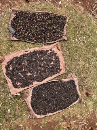 Téléchargez les photos : Cerises de café séchées dans un jardin sur une feuille de plastique au soleil. ce processus est appelé le processus naturel. café de jardin est une tradition éthiopienne. Bona Zuria, Ethiopie, Afrique - en image libre de droit