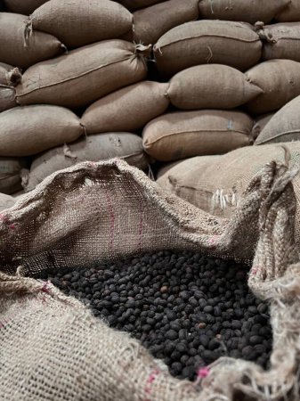 Photo for Textile bag filled with roasted coffee beans waiting to be sold, Sidama, Ethipoia - Royalty Free Image