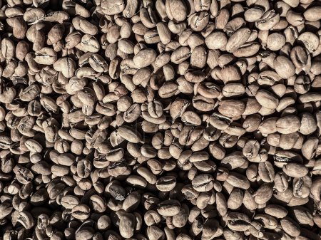 Photo for Ethiopian dried and peel  off shell  coffee bean lying to dry in the sun. Bona Zuria, Ethiopia - Royalty Free Image