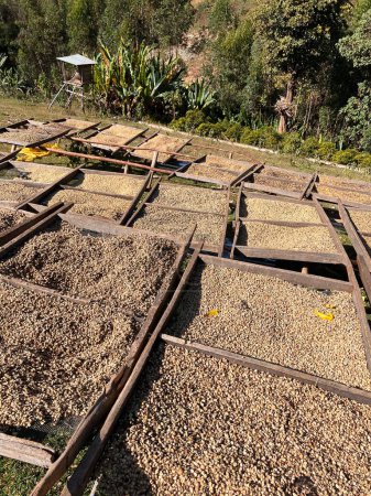 Photo for Ethiopian coffee cherries lying to dry in the sun in a drying station on raised bamboo beds. This process is the natural process. Bona Zuria, Sidama, Ethiopia, Africa - Royalty Free Image