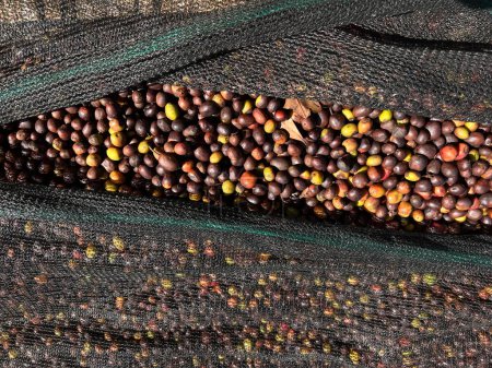 Téléchargez les photos : Ethiopian red and green coffee cherries lying to dry in the sun. Bona Zuria, Ethiopia - en image libre de droit