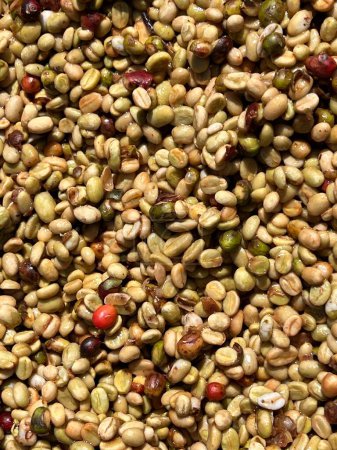 Téléchargez les photos : Les grains de café dans le processus de séchage au soleil, le processus du miel, dans la région montagneuse de Sidama en Éthiopie - en image libre de droit