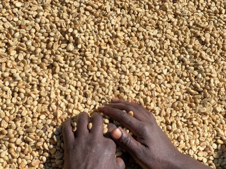 Téléchargez les photos : Mains de femmes mélangeant des grains de café secs dans le processus de séchage au soleil, le processus du miel, dans la région montagneuse de Sidama en Éthiopie - en image libre de droit