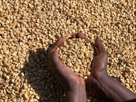 Foto de Women's hands showing dry coffee beans in the sun-drying process, the honey process, in the highland Sidama region of Ethiopia - Imagen libre de derechos