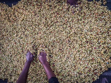 Photo for Women's hands mixing coffee cherries processed by the Honey process in the Sidama region, Ethiopia. - Royalty Free Image