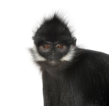Foto de Head shot of a Franois langur, Trachypithecus francoisi, primate, isolated on white - Imagen libre de derechos