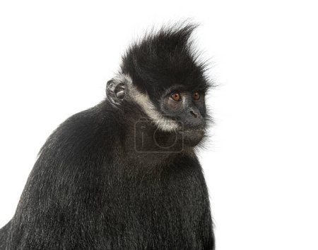 Téléchargez les photos : Coup de tête d'un langur franois, Trachypithecus francoisi, primate, isolé sur blanc - en image libre de droit