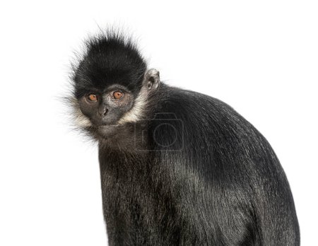 Foto de Disparo en la cabeza de un langur Franois, Trachypithecus francoisi, primate, aislado en blanco - Imagen libre de derechos