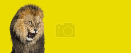 Téléchargez les photos : Vue latérale d'un léopard repéré s'éloignant, Panthera pardus, isolé sur blanc - en image libre de droit