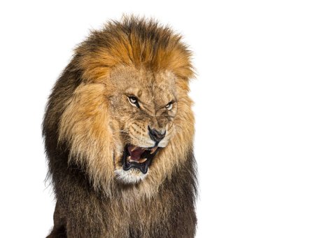 Foto de Lion pulling a face, looking at the camera and showing its teeth, isolated on white - Imagen libre de derechos