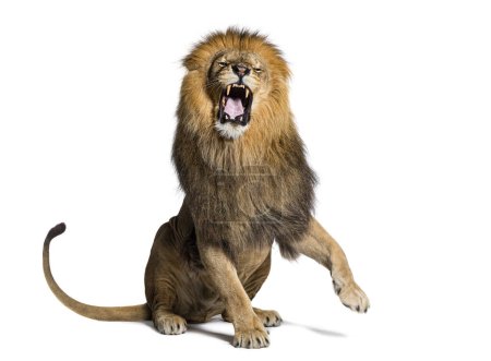 León sentado tirando de una cara, mirando a la cámara y mostrando sus dientes con una pata levantada, aislado en blanco