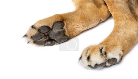 Foto de Primer plano de los detalles de la pata de un león. se pueden ver las plantas de los pies, las almohadillas y las garras, aisladas en blanco - Imagen libre de derechos