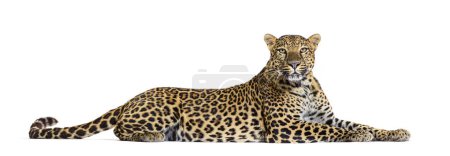 Widok z boku Zauważony lampart leżący i dumnie patrzący w kamerę, Panthera pardus, odizolowany na białym