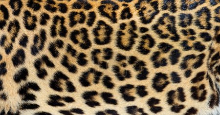 Photo for Close up of spotted Leopard fur texture - Royalty Free Image
