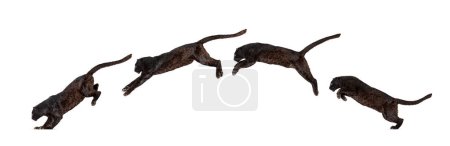 Photo for Side view of a black leopard leaping, panthera pardus, isolated on white background - Royalty Free Image