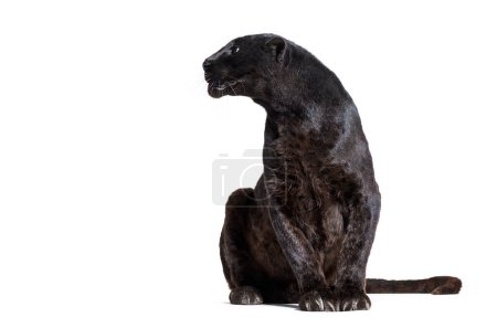 Photo for Black Leopard, sitting, looking away, isolated on white - Royalty Free Image
