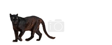 Photo for Portrait of black leopard walking and looking away proudly, Panthera pardus, against white - Royalty Free Image