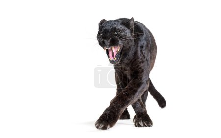 black leopard, six years old, walking towards the camera and staring at the camera showing its fangs in a threatening way, isolated on white