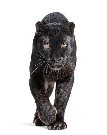 schwarzer Leopard, Panthera pardus, der auf die Kamera zugeht und sie anstarrt, isoliert auf weiß