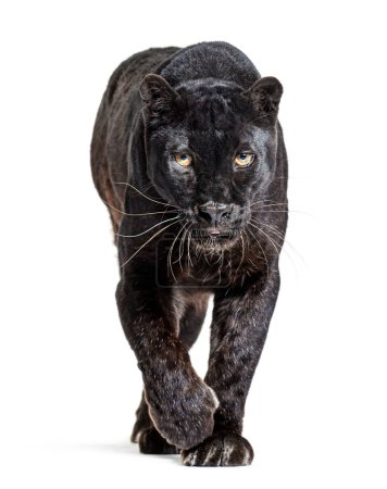 Photo for Black leopard, panthera pardus, walking towards and staring at the camera, isolated on white - Royalty Free Image