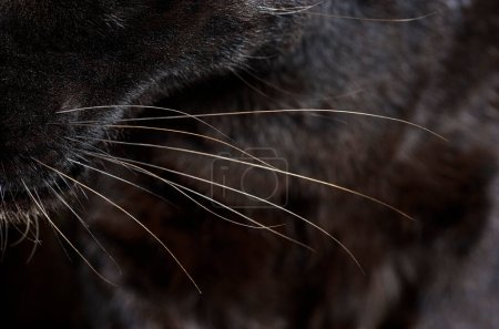 Foto de Primer plano en los bigotes de un leopardo negro, gran gato - Imagen libre de derechos