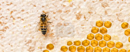 Foto de Miel de abeja comiendo miel en el marco de una colmena donde permanece la cera, aislada sobre un fondo blanco - Imagen libre de derechos