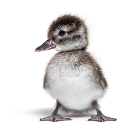 Photo for Few days old Madagascar teal duckling, Anas bernieri, Isolated on white - Royalty Free Image