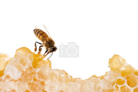Téléchargez les photos : Abeille à miel mangeant du miel sur le cadre d'une ruche où reste de la cire, isolée sur un fond blanc - en image libre de droit