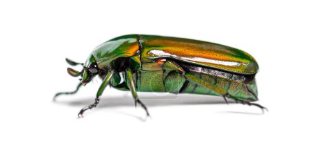 Photo for Green Flower beetle, Chlorocala africana, isolated on white - Royalty Free Image