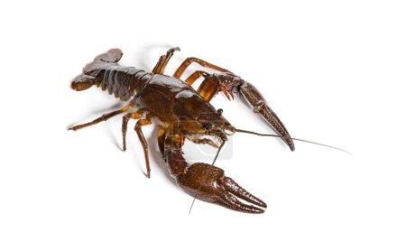 Photo for European crayfish or Broad-fingered crayfish, Astacus astacus, isolated on white - Royalty Free Image