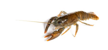 Photo for Stone crayfish, Austropotamobius torrentium, isolated on white - Royalty Free Image
