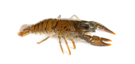 Photo for Stone crayfish, Austropotamobius torrentium, isolated on white - Royalty Free Image