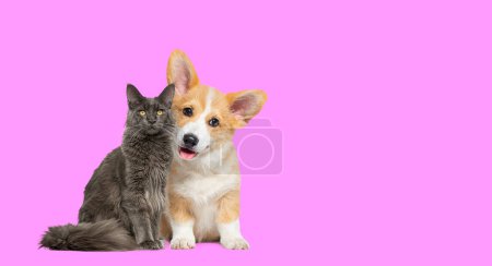Téléchargez les photos : Chat et chien ensemble, heureux Chiot et fier chat, regardant la caméra, isolé sur rose - en image libre de droit