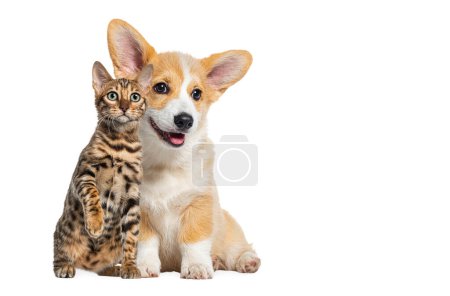 Foto de Gato y perro juntos, cachorro perro y bengala gato, mirando a la cámara, aislado en blanco - Imagen libre de derechos