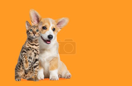 Foto de Gato y perro sentados juntos, Cachorro Galés Corgi y Gato de Bengala mirando a la cámara, sobre fondo naranja - Imagen libre de derechos