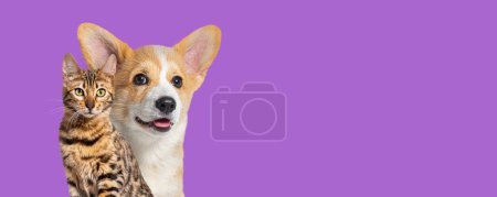Photo for Cat and dog together, Puppy Welsh Corgi and bengal act, isolated on purple, web banner - Royalty Free Image