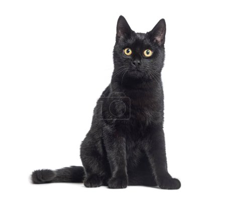 Foto de Gatito negro cruzado gato, mirando a la cámara, aislado en blanco - Imagen libre de derechos