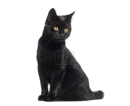 Chat croisé chaton noir, regardant loin, isolé sur blanc 