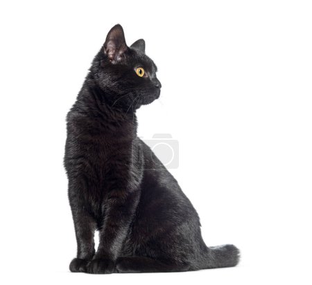 Sitting Black cat looking away, isolated on white