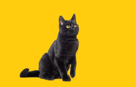 Foto de Gatito negro cruzado gato, mirando a la cámara, aislado en blanco - Imagen libre de derechos