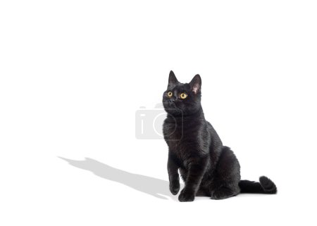 Photo for Sitting Black cat looking away up, with a raised paw and its shadow projected on the white background - Royalty Free Image