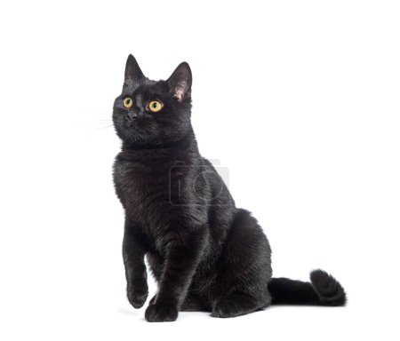 sitting  Black cat looking away up, with a  raised paw , isolated on white