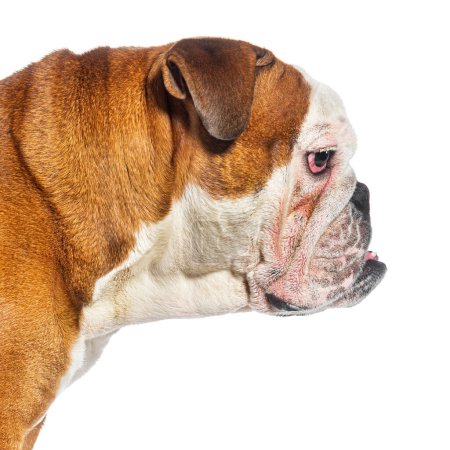 Téléchargez les photos : Profil parfait d'une tête de Bulldog anglaise isolée sur blanc - en image libre de droit