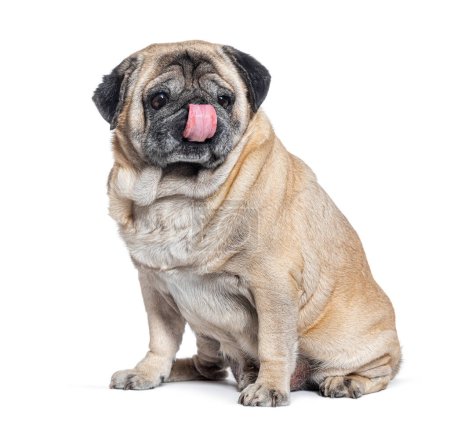 Photo for Seven Years old Pug dog sitting and licking itself, isolated on white - Royalty Free Image