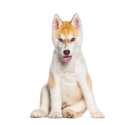 Photo for Red Three months old Puppy Husky dog panting mouth open facing at the camera, isolated on white - Royalty Free Image