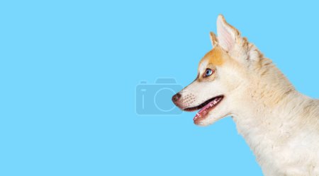Téléchargez les photos : Gros plan sur le profil Rouge Bouche de tête de chien Husky chiot de trois mois ouverte, isolée sur bleu - en image libre de droit