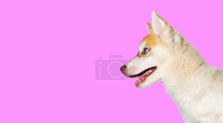 Foto de Perfil Primer plano de un cachorro rojo de tres meses con la boca abierta mirando hacia otro lado, aislado en rosa - Imagen libre de derechos
