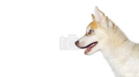 Foto de Primer plano de perfil Rojo Cachorro Husky de tres meses de edad boca abierta mirando hacia otro lado, aislado en blanco - Imagen libre de derechos