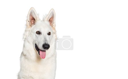 Téléchargez les photos : Portrait d'un chien berger suisse haletant et heureux, isolé sur blanc - en image libre de droit